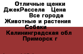 Отличные щенки ДжекРассела › Цена ­ 50 000 - Все города Животные и растения » Собаки   . Калининградская обл.,Приморск г.